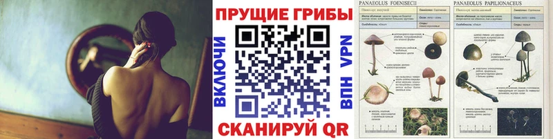 как найти наркотики  МЕГА как зайти  Галлюциногенные грибы Psilocybine cubensis  Куртамыш 